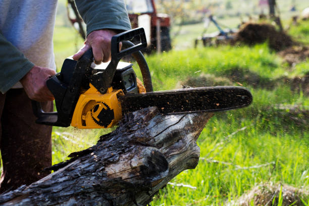 How Our Tree Care Process Works  in  Cypress Quarters, FL